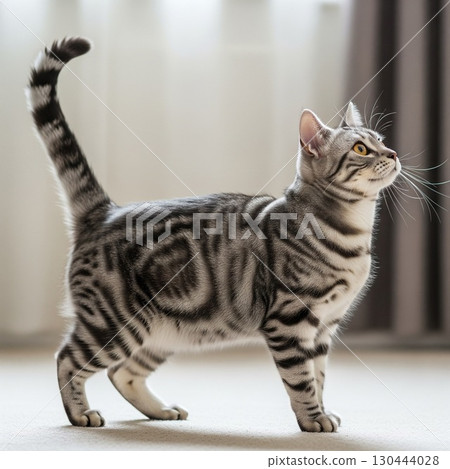Portrait of an American Shorthair cat standing in a room, staring at something | Pets and Animals Stock Photo Cat 130444028