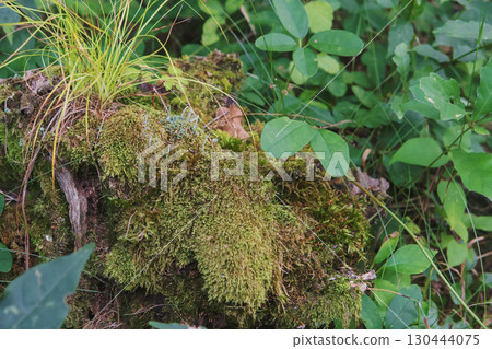 苔蘚間環狀生長的毛藻屬地衣 / 長野縣八千穗高原，8月 130444075