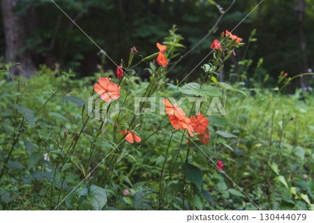 橘色的日本木瓜花 / 長野縣八千穗高原,8月 橘色的日本木瓜花 / 長野縣八千穗高原,8月 130444079