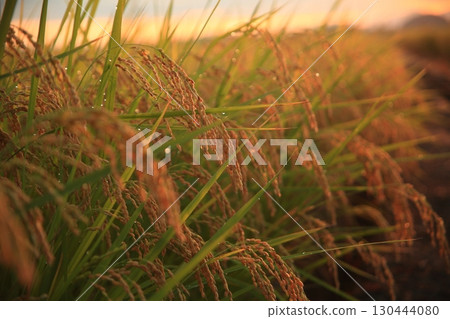 Rice in the morning sun 130444080