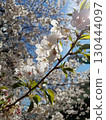 Cherry blossoms 130444097