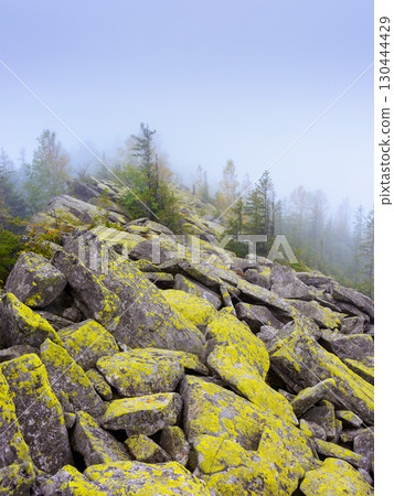 forest on the rocks in fog. mysterious autumn morning in ukrainian carpathians. hiking through steep hills of gorgany ridge with coniferous trees. outdoor adventure in ivano-frankivsk region 130444429
