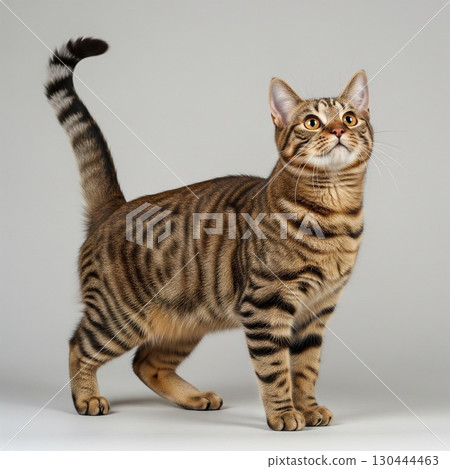 Portrait of a Bengal cat standing on a white background | Pet and Animal Stock Photos - Sabi Tabby Cat 130444463