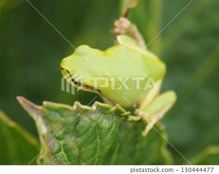 一隻樹蛙高高地站在繡球花的葉子上。 130444477