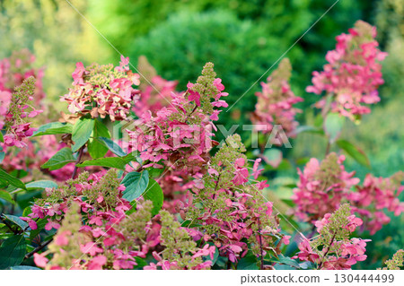 Pink hydrangeas in bloom, glowing in soft sunlight in a summer garden. Autumn background Pink hydrangeas in bloom, glowing in soft sunlight in a summer garden. Autumn background 130444499
