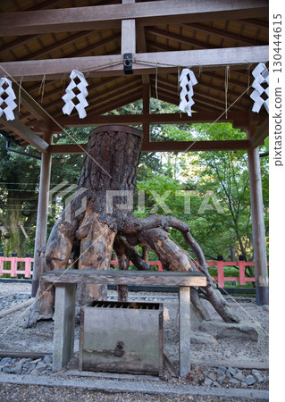 Inari Shrine: Fushimi Inari Taisha's Rooted Pine (Hizamatsu) 2 130444615