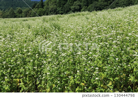 Buckwheat fields and Togakushi mountain range in full bloom with white flowers on the Togakushi Plateau 130444798