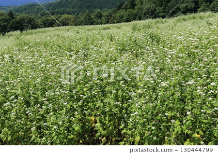 戶隱高原和戶隱山脈的蕎麥田裡盛開著白色的花。 戶隱高原和戶隱山脈的蕎麥田裡盛開著白色的花。 130444799