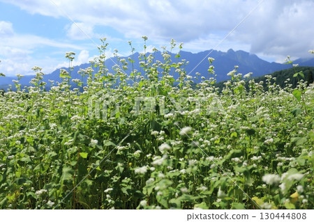 Buckwheat fields and Togakushi mountain range in full bloom with white flowers on the Togakushi Plateau Buckwheat fields and Togakushi mountain range in full bloom with white flowers on the Togakushi Plateau 130444808