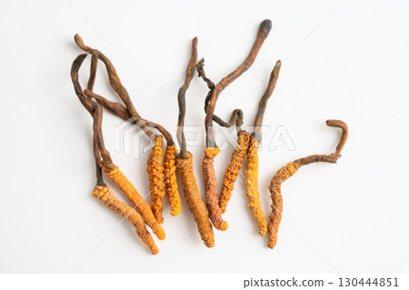 Cordyceps sinensis or Ophiocordyceps sinensis isolated on white background, mushroom herb treatment medicine. 130444851