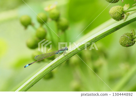 Ao montitonbo (male) 130444892