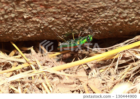 Shining summer beetles, jewel beetles 130444900