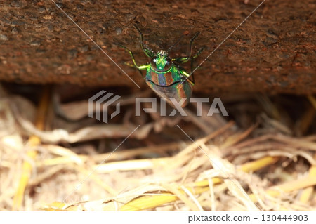 Shining summer beetles, jewel beetles Shining summer beetles, jewel beetles 130444903