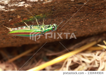 Shining summer beetles, jewel beetles 130444904