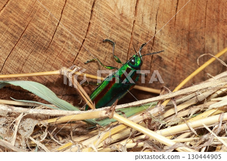 Shining summer beetles, jewel beetles 130444905