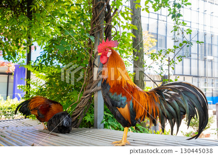 高知大神宮的雞(高知市) 高知大神宮的雞(高知市) 130445038