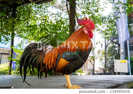 高知大神宮的雞（高知市） 130445039