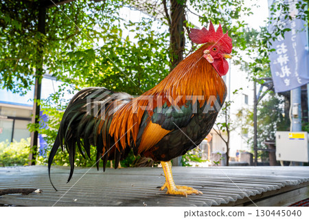 高知大神宮的雞(高知市) 高知大神宮的雞(高知市) 130445040