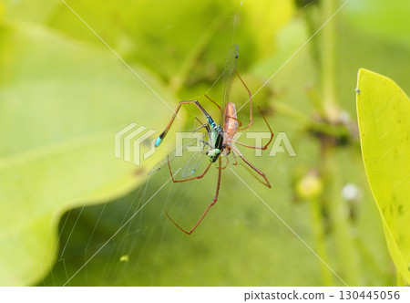 一隻雄性藍尾豆娘被困在蜘蛛網中 130445056