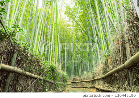 Bamboo grove in Kyoto Bamboo grove in Kyoto 130445190