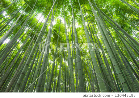 Bamboo grove in Kyoto Bamboo grove in Kyoto 130445193