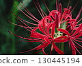 Vibrant red spider lily close-up with soft background 130445194