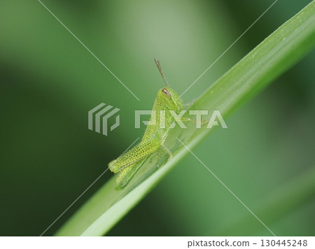 葉子上有一隻蝗蟲幼蟲 葉子上有一隻蝗蟲幼蟲 130445248