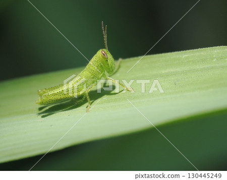There was a locust larva on the leaf There was a locust larva on the leaf 130445249