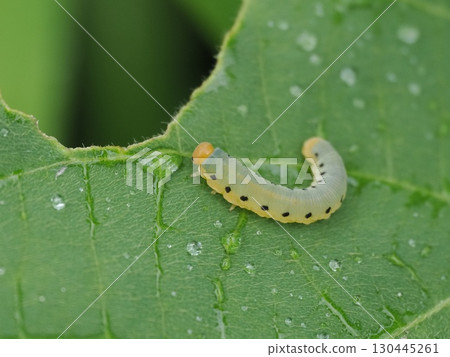 There was a sawfly larva on a leaf with water droplets on it. 130445261