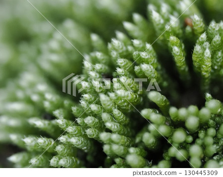 Spiky moss, beautiful moss Spiky moss, beautiful moss 130445309