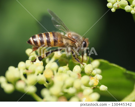 Japanese honeybees visiting the Cabbage flowers Japanese honeybees visiting the Cabbage flowers 130445342