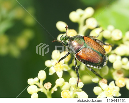 Japanese beetle on Cabbage flower Japanese beetle on Cabbage flower 130445361