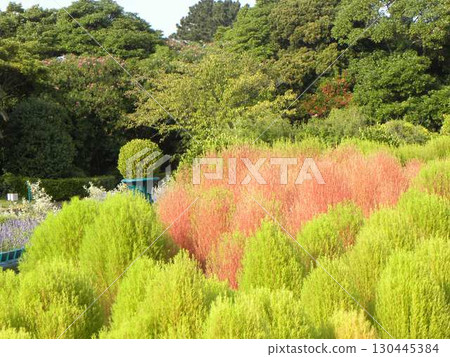 花館裡的藜蘆，現在可以看到秋葉 130445384