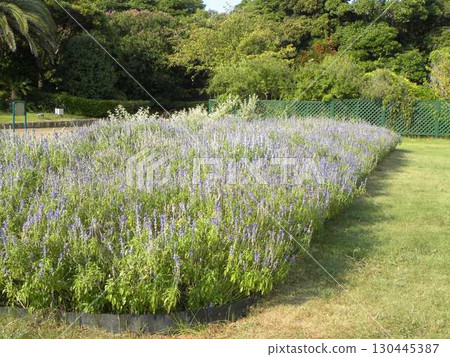 紫色的花是藍色的鼠尾草花 紫色的花是藍色的鼠尾草花 130445387