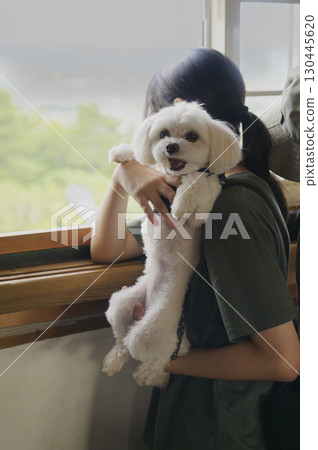 漂亮的小狗 漂亮的小狗 130445620