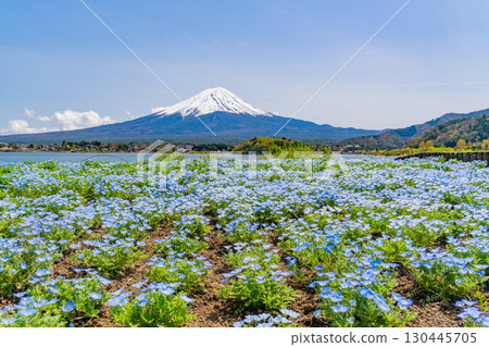 [Yamanashi Prefecture] Nemophila blooming in Lake Kawaguchi and Oishi Park, Mount Fuji 130445705