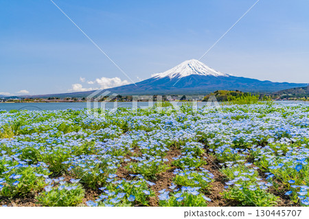 [Yamanashi Prefecture] Nemophila blooming in Lake Kawaguchi and Oishi Park, Mount Fuji 130445707
