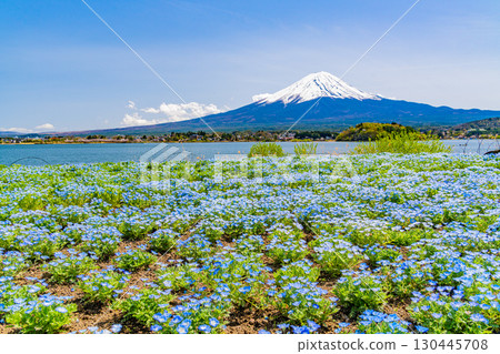 [Yamanashi Prefecture] Nemophila blooming in Lake Kawaguchi and Oishi Park, Mount Fuji 130445708