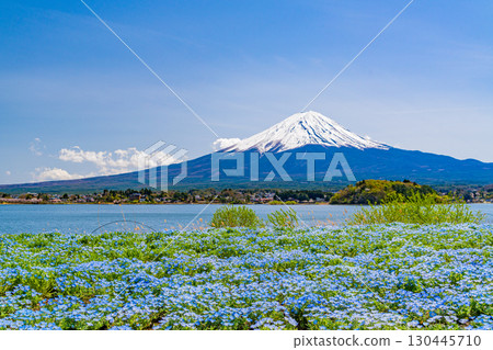 [Yamanashi Prefecture] Nemophila blooming in Lake Kawaguchi and Oishi Park, Mount Fuji 130445710