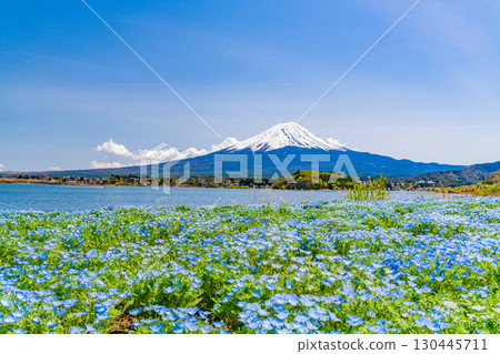 [Yamanashi Prefecture] Nemophila blooming in Lake Kawaguchi and Oishi Park, Mount Fuji 130445711