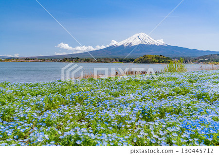 [山梨縣] 河口湖和富士山大石公園盛開的粉蝶花 130445712