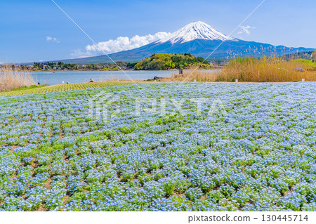 [Yamanashi Prefecture] Nemophila blooming in Lake Kawaguchi and Oishi Park, Mount Fuji 130445714