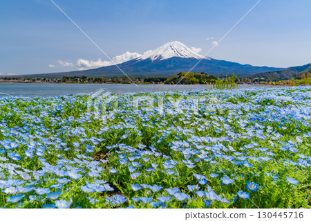 [Yamanashi Prefecture] Nemophila blooming in Lake Kawaguchi and Oishi Park, Mount Fuji 130445716