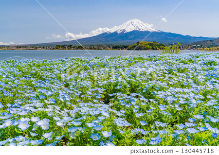 [Yamanashi Prefecture] Nemophila blooming in Lake Kawaguchi and Oishi Park, Mount Fuji 130445718