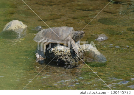 A soft-shelled turtle climbs onto a stone in the river A soft-shelled turtle climbs onto a stone in the river 130445783