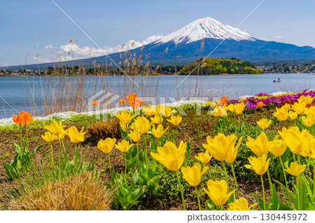 [Yamanashi Prefecture] Colorful spring flowers blooming in Kawaguchiko Oishi Park, Mount Fuji 130445972