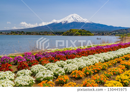 [Yamanashi Prefecture] Colorful spring flowers blooming in Kawaguchiko Oishi Park, Mount Fuji 130445975