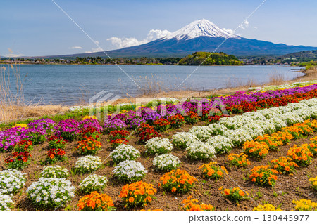 [Yamanashi Prefecture] Colorful spring flowers blooming in Kawaguchiko Oishi Park, Mount Fuji 130445977