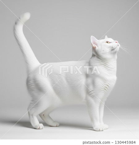 Portrait of a white cat standing against a white background | Pets and Animals Stock Photos Cat Encyclopedia Portrait of a white cat standing against a white background | Pets and Animals Stock Photos Cat Encyclopedia 130445984
