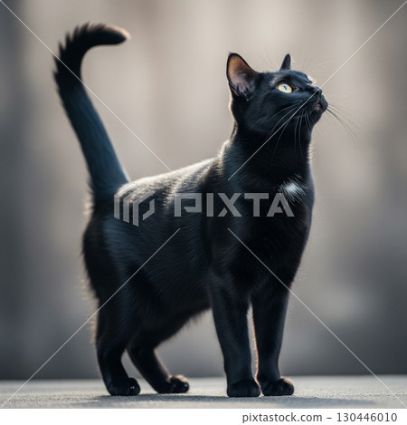 Portrait of a black cat standing against a white background | Pets and Animals Stock Photos Cat Encyclopedia 130446010